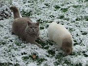 Lotta und Kalle im Schnee