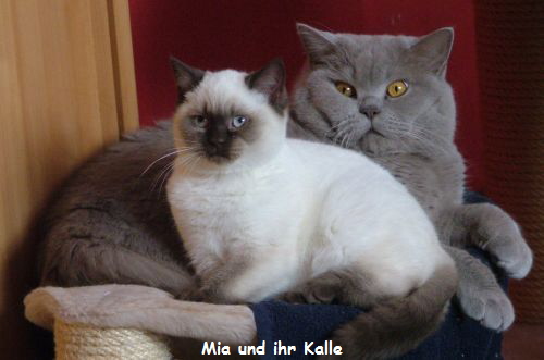Mia und Kalle II
