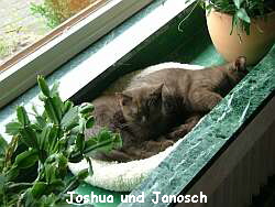 Joshua und Janosch