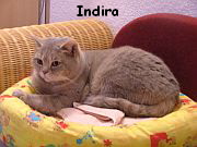 meine Indira